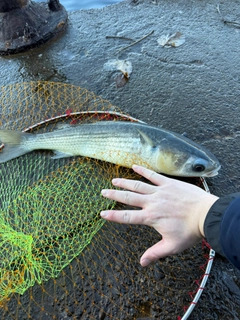 ボラの釣果