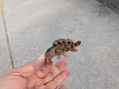 カサゴの釣果