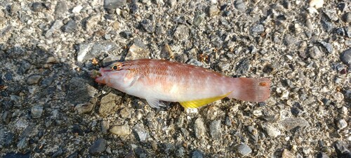 アカササノハベラの釣果