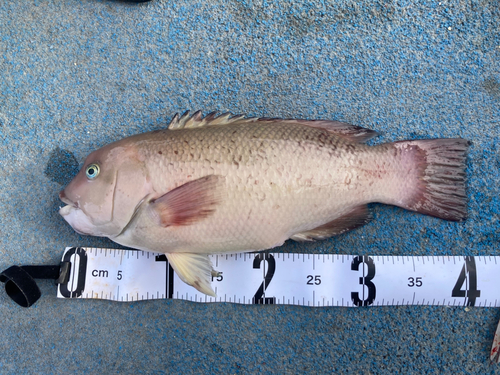 コブダイの釣果