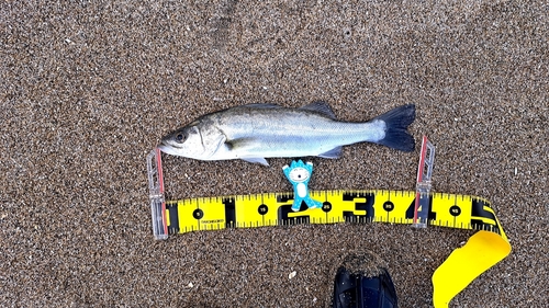 フッコ（マルスズキ）の釣果