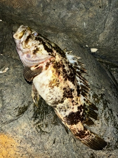 ベッコウゾイの釣果