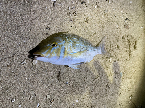 タマンの釣果