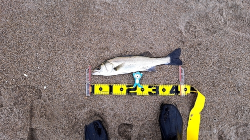 フッコ（マルスズキ）の釣果