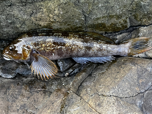 アイナメの釣果