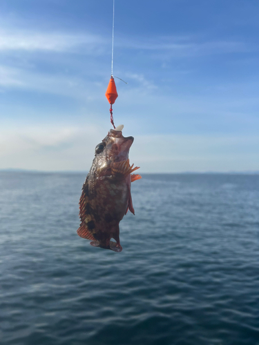 ガシラの釣果