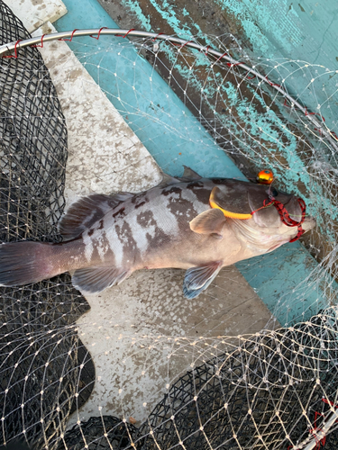 マハタの釣果