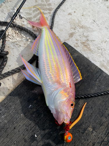 イトヨリダイの釣果