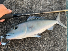 アオチビキの釣果