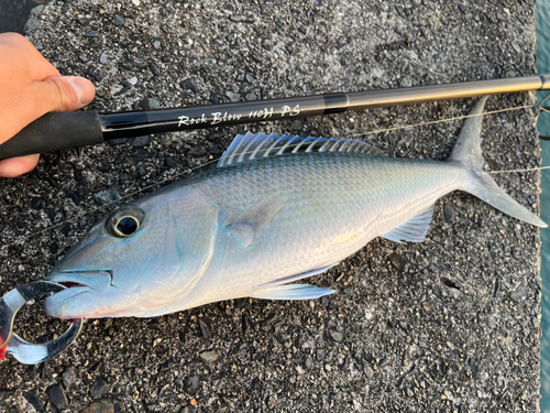 アオチビキの釣果