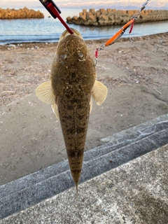 マゴチの釣果