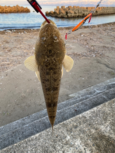 マゴチの釣果