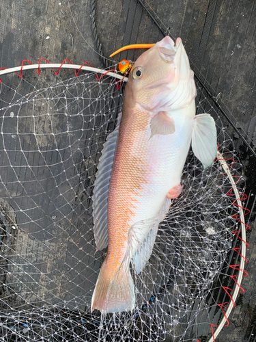 シロアマダイの釣果