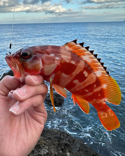 アカハタの釣果