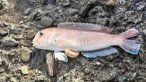 シロアマダイの釣果