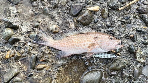 オオモンハタの釣果