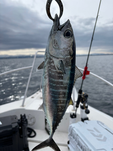 メジの釣果