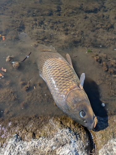 コイの釣果