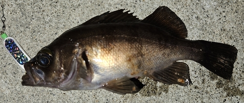 メバルの釣果