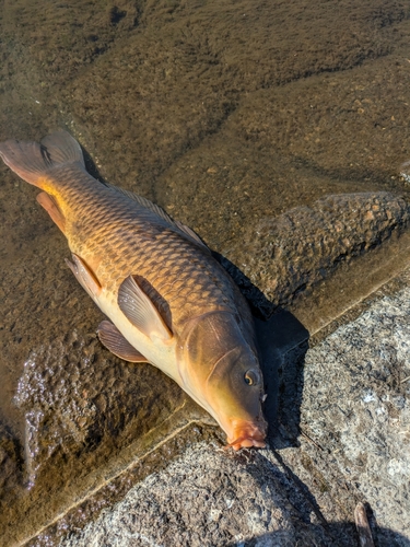 コイの釣果