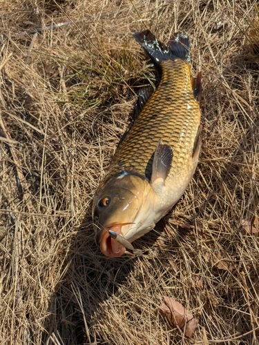 コイの釣果