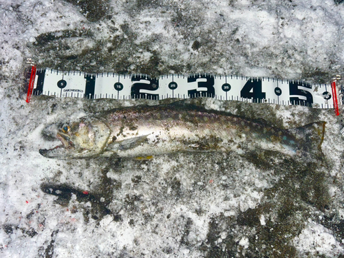 アメマスの釣果