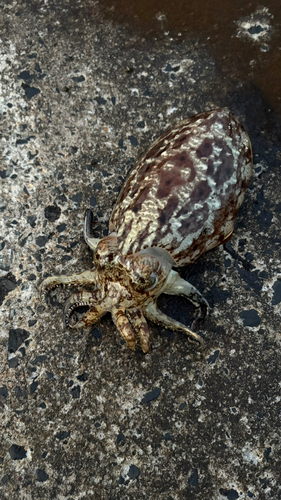 コウイカの釣果