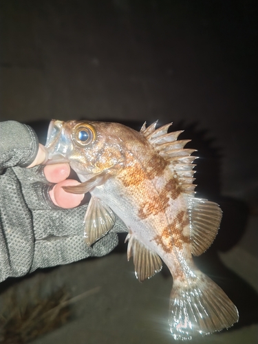 メバルの釣果