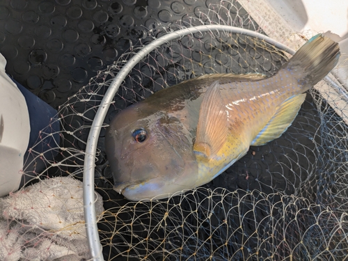 シロクラベラの釣果