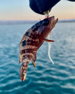 キジハタの釣果