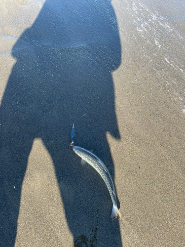 アメマスの釣果