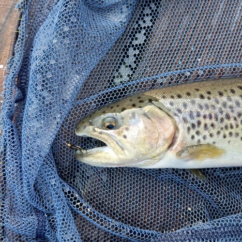 ブラウントラウトの釣果