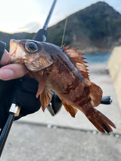 アカメバルの釣果