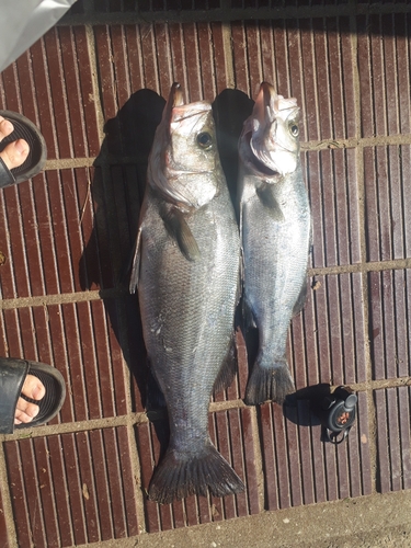 ヒラスズキの釣果