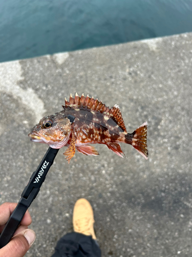 カサゴの釣果