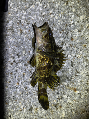 タケノコメバルの釣果