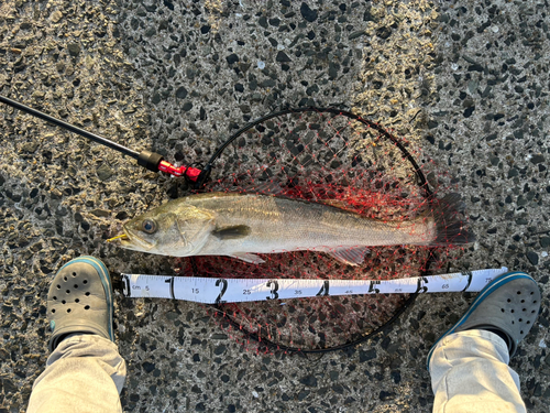 シーバスの釣果