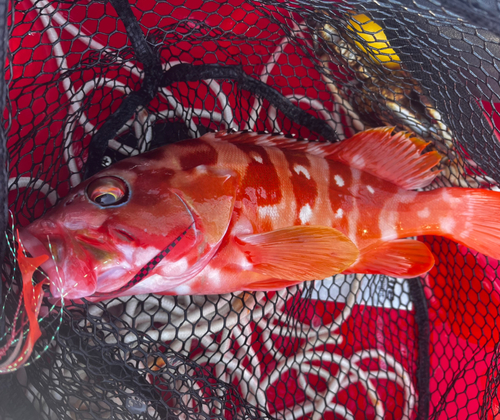 アカハタの釣果