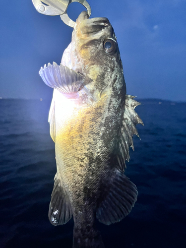 クロソイの釣果