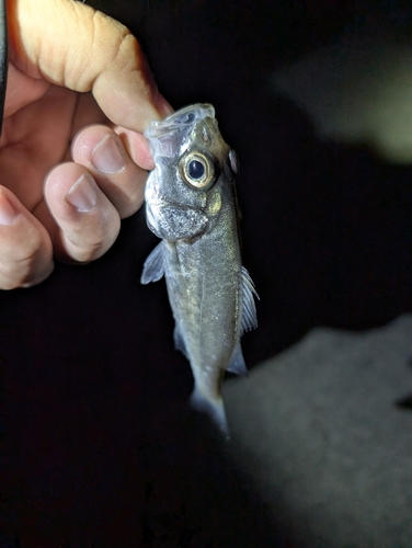 セイゴ（マルスズキ）の釣果