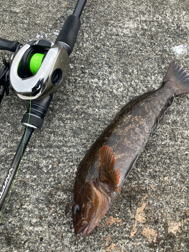 アイナメの釣果