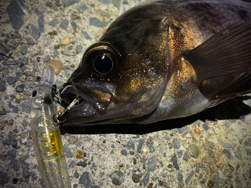 メバルの釣果