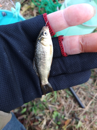 マブナの釣果