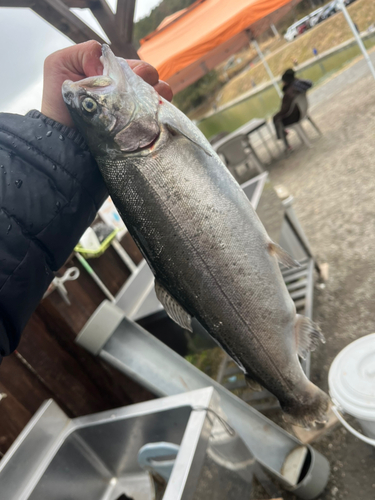 ロックトラウトの釣果