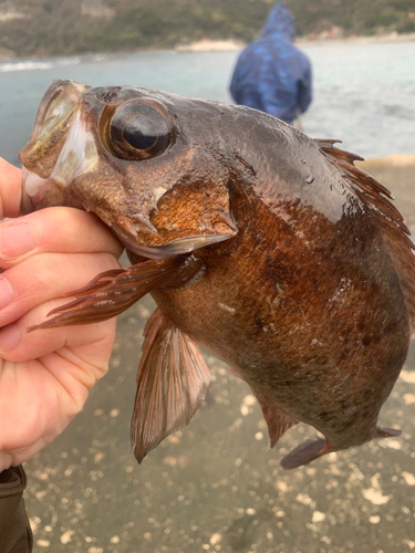 アカメバルの釣果