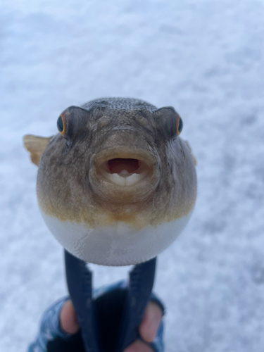 フグの釣果