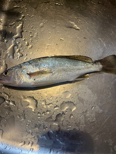 イシモチの釣果