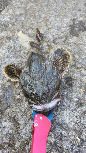 カジカの釣果