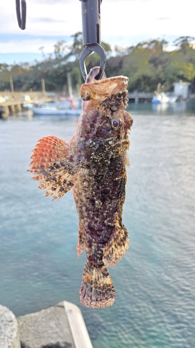 オニカサゴの釣果