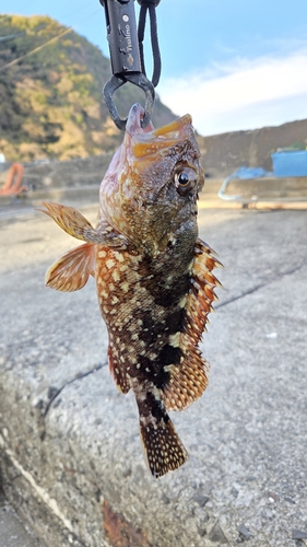 カサゴの釣果